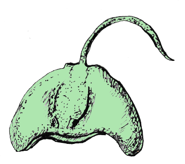 Pen art of a sting ray with light green coloring